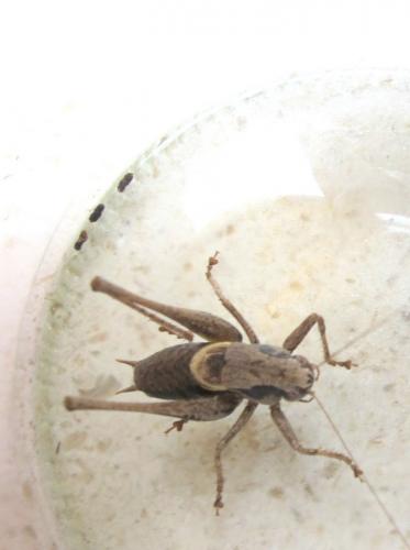 Pholidoptera griseoaptera