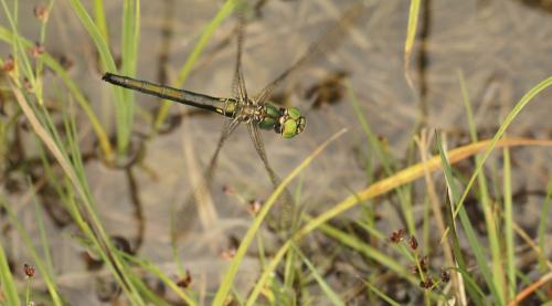 Réf. 106 773 : Somatochlora metallica