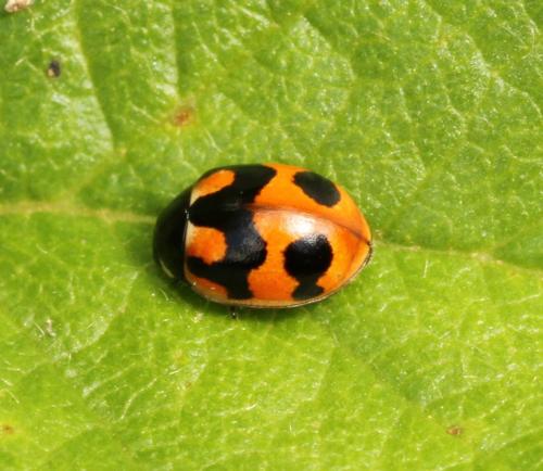 Coccinella hieroglyphica