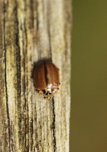 Aphidecta obliterata