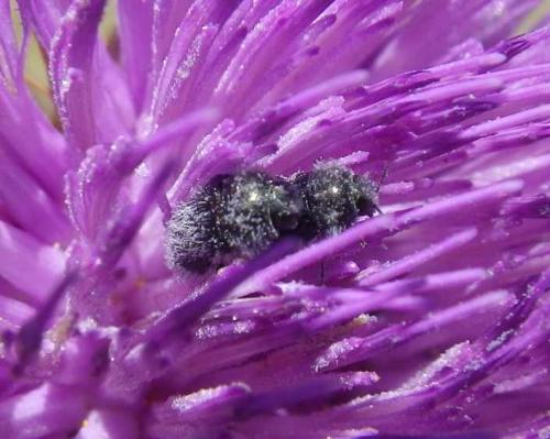 Réf. 106 729 : Acmaeoderella perroti perroti
