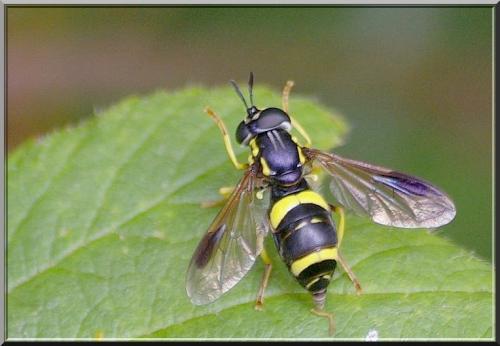 Réf. 106 484 : Chrysotoxum bicinctum
