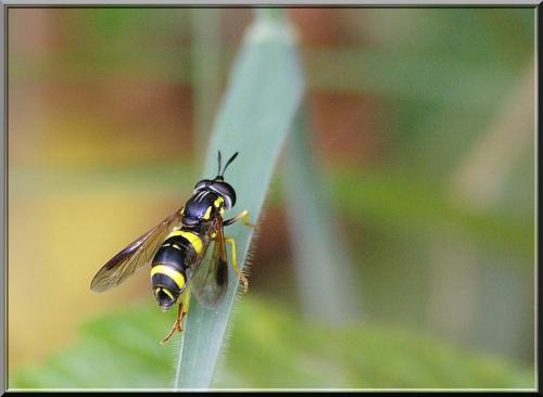 Réf. 106 373 : Chrysotoxum bicinctum