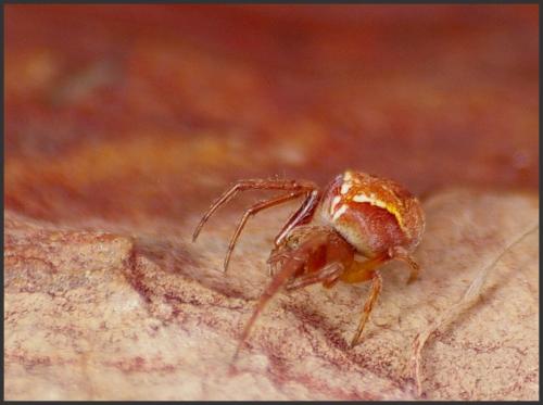 Réf. 106 282 : Araneus sturmi
