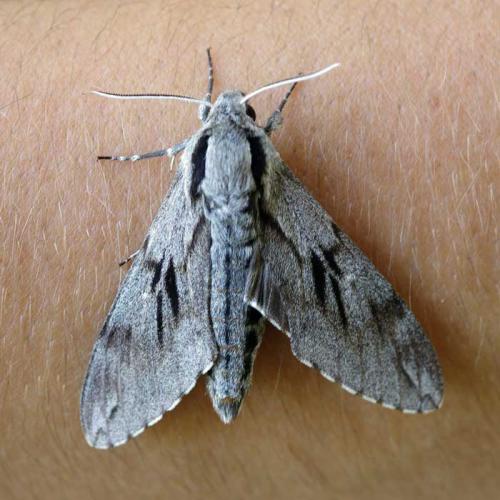 Réf. 106 118 : Sphinx sp.