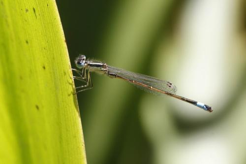 Réf. 106 899 : Ischnura graellsii