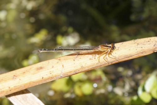 Ischnura graellsii