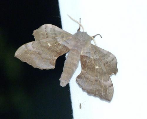 Réf. 106 903 : Laothoe populi