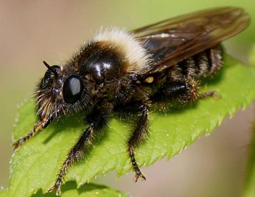 Laphria sp.