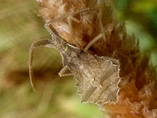 Syromastus rhombeus