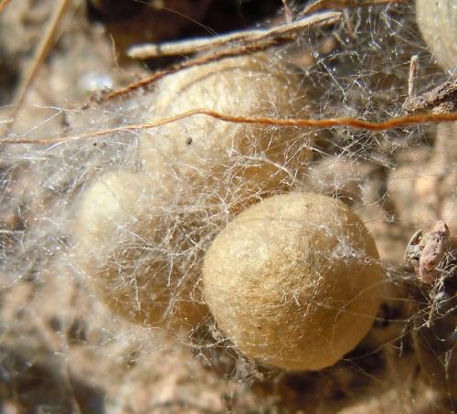 Latrodectus tredecimguttatus