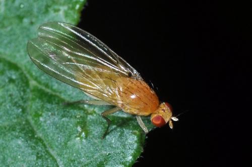 Lyciella rorida