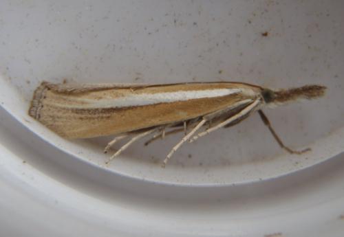 Agriphila selasella