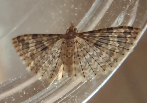Alucita hexadactyla
