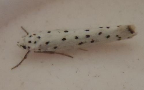 Yponomeuta sp.
