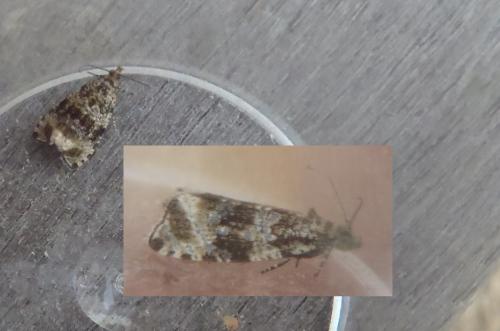 Celypha lacunana