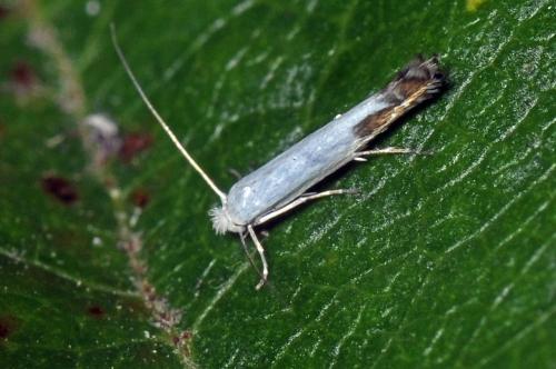 Réf. 106 931 : Lyonetia clerkella