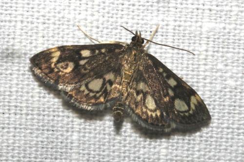Réf. 106 003 : Anania coronata