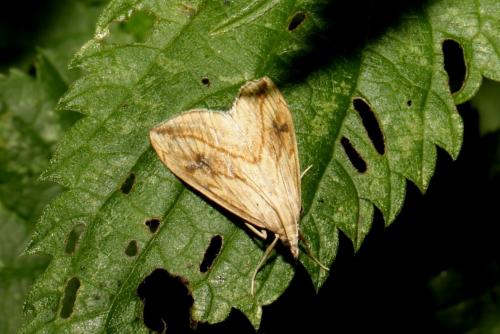 Evergestis forficalis