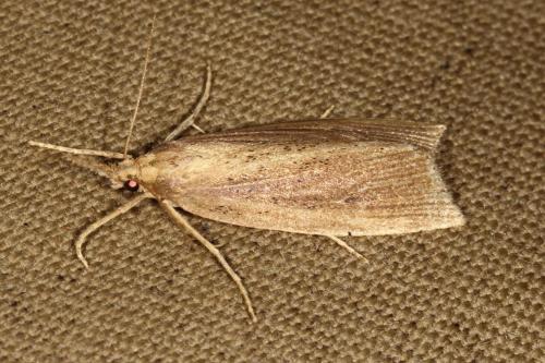 Chilo phragmitella