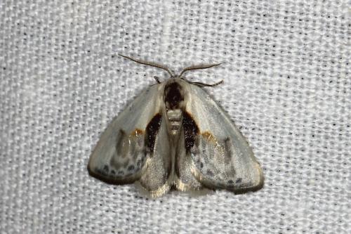 Réf. 106 935 : Cilix glaucata