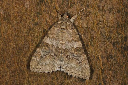 Réf. 106 071 : Catocala nupta