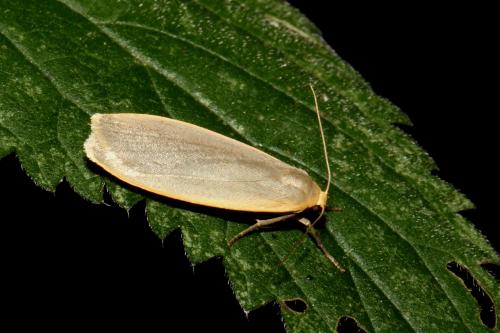 Eilema griseola