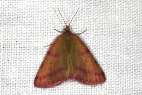 Réf. 106 013 : Lythria purpuraria