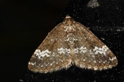 Perizoma alchemillata