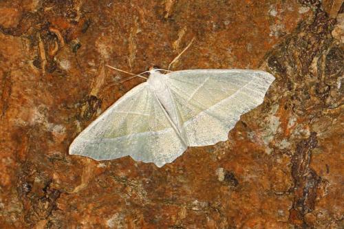 Campaea margaritaria