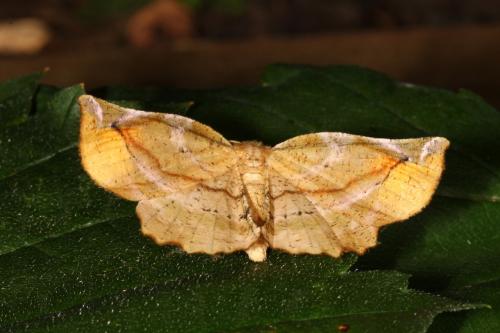 Apeira syringaria