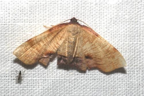Réf. 106 015 : Plagodis dolabraria