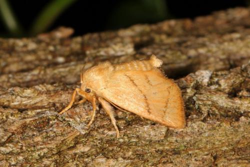 Réf. 106 980 : Apoda limacodes