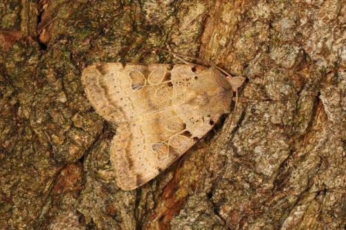 Eugnorisma depuncta