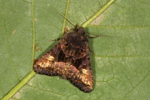Réf. 106 940 : Euplexia lucipara