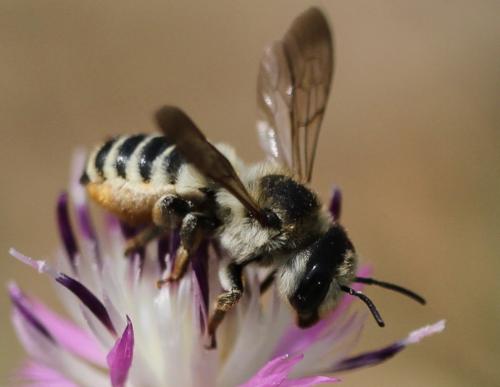 Réf. 106 188 : Megachile albisecta