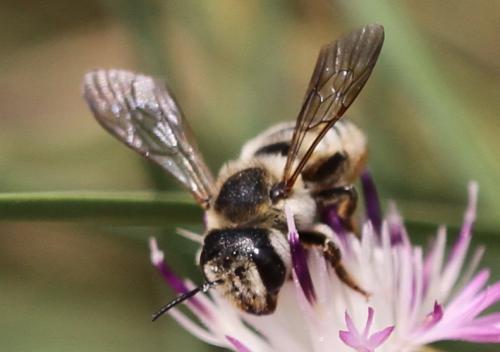 Réf. 106 190 : Megachile albisecta