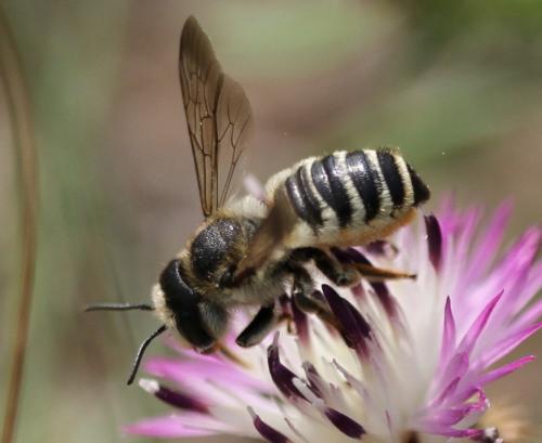 Réf. 106 189 : Megachile albisecta