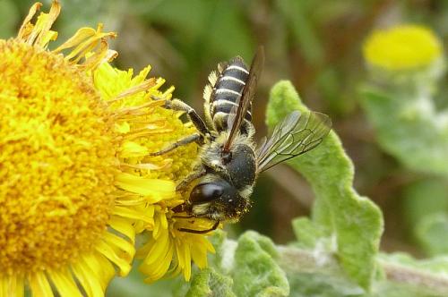 Megachile sp.