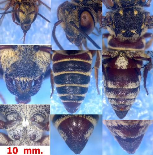 Coelioxys haemorrhoa