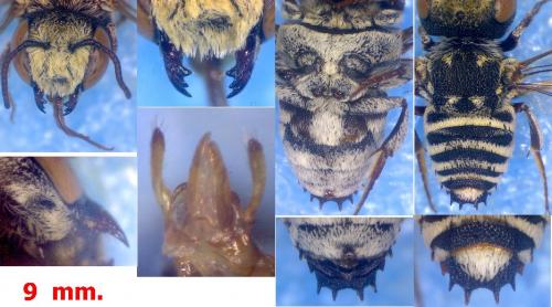 Réf. 106 567 : Coelioxys haemorrhoa