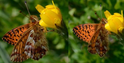 Réf. 106 084 : Boloria pales