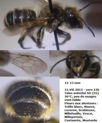 Megachile ericetorum
