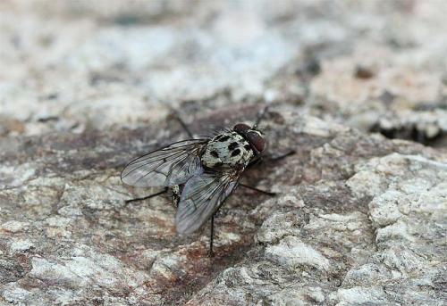 Réf. 106 057 : Phaonia trimaculata