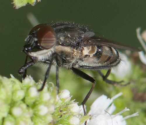 Stomorhina lunata