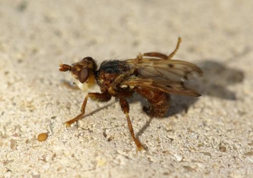 Réf. 106 803 : Myopa sp.