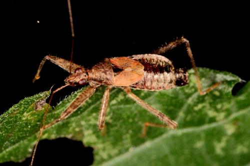 Himacerus apterus