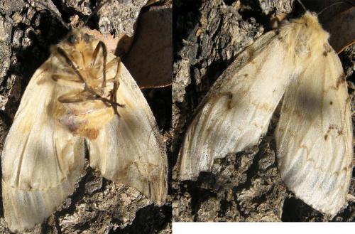 Lymantria dispar