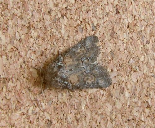 Bryophila vandalusiae