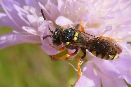 Réf. 106 326 : Nomada flavopicta